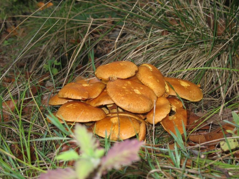 2006 10 Myco Etang d'Or 15